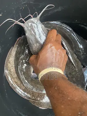 Your Fresh and Affordable Catfish