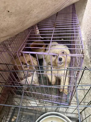 1+ year Female Purebred Lhasa Apso