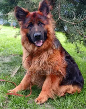 6-12 months Male Purebred German Shepherd