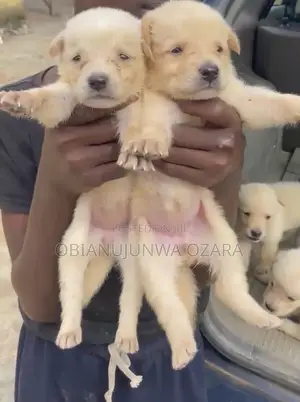 1-3 months Female Purebred German Shepherd
