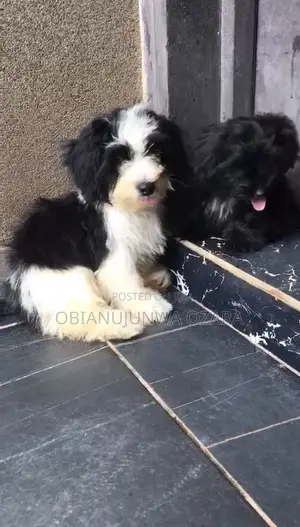 3-6 months Female Purebred Lhasa Apso