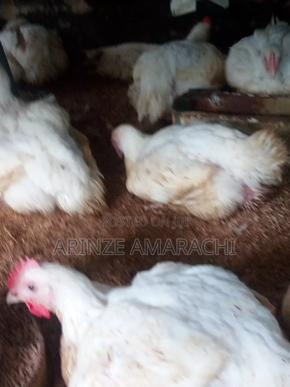8 Weeks Broilers for Sale