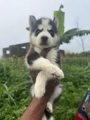 1-3 months Female Purebred Siberian Husky