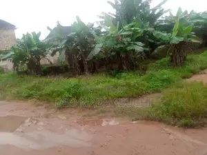 Virgin Land