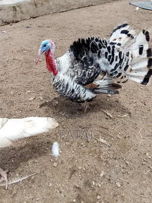 Turkeys Going to a Year Now
