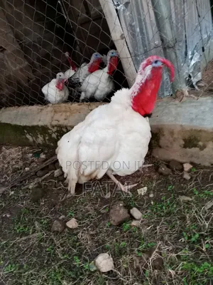 Turkeys Going to a Year Now