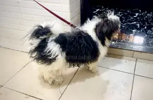 1+ year Male Purebred Lhasa Apso