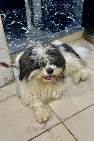 1+ year Male Purebred Lhasa Apso