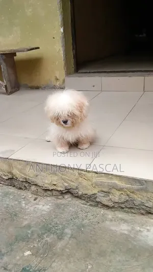 3-6 months Male Purebred Lhasa Apso