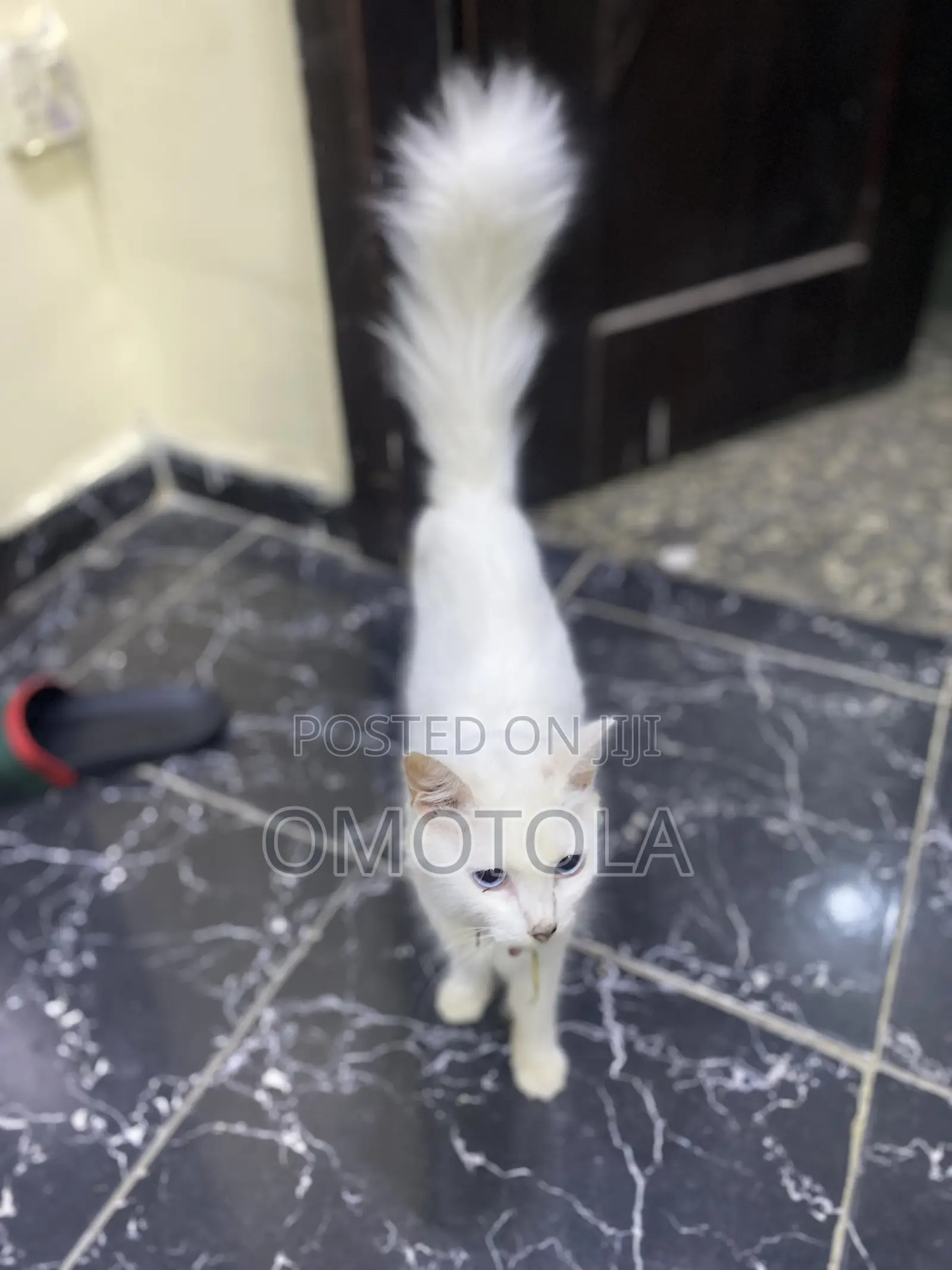 1-3 months Female Purebred Turkish Angora