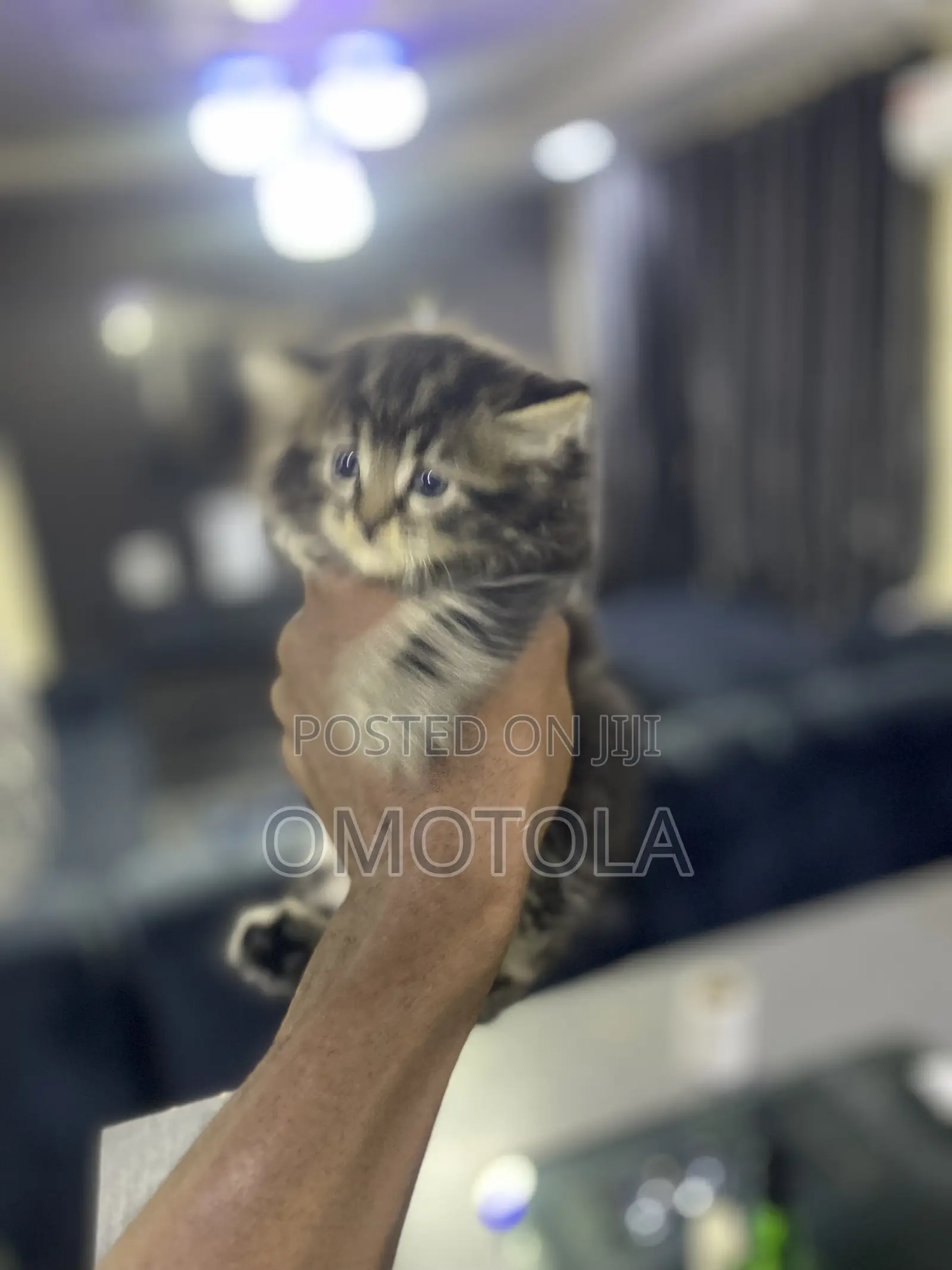 1-3 months Female Purebred Turkish Angora