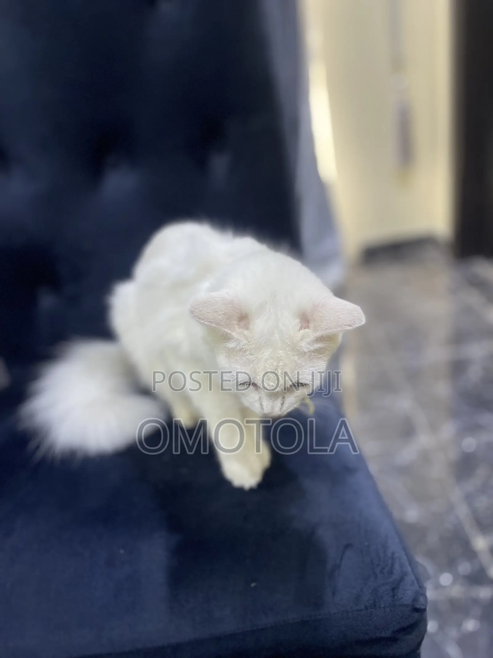 1-3 months Female Purebred Turkish Angora