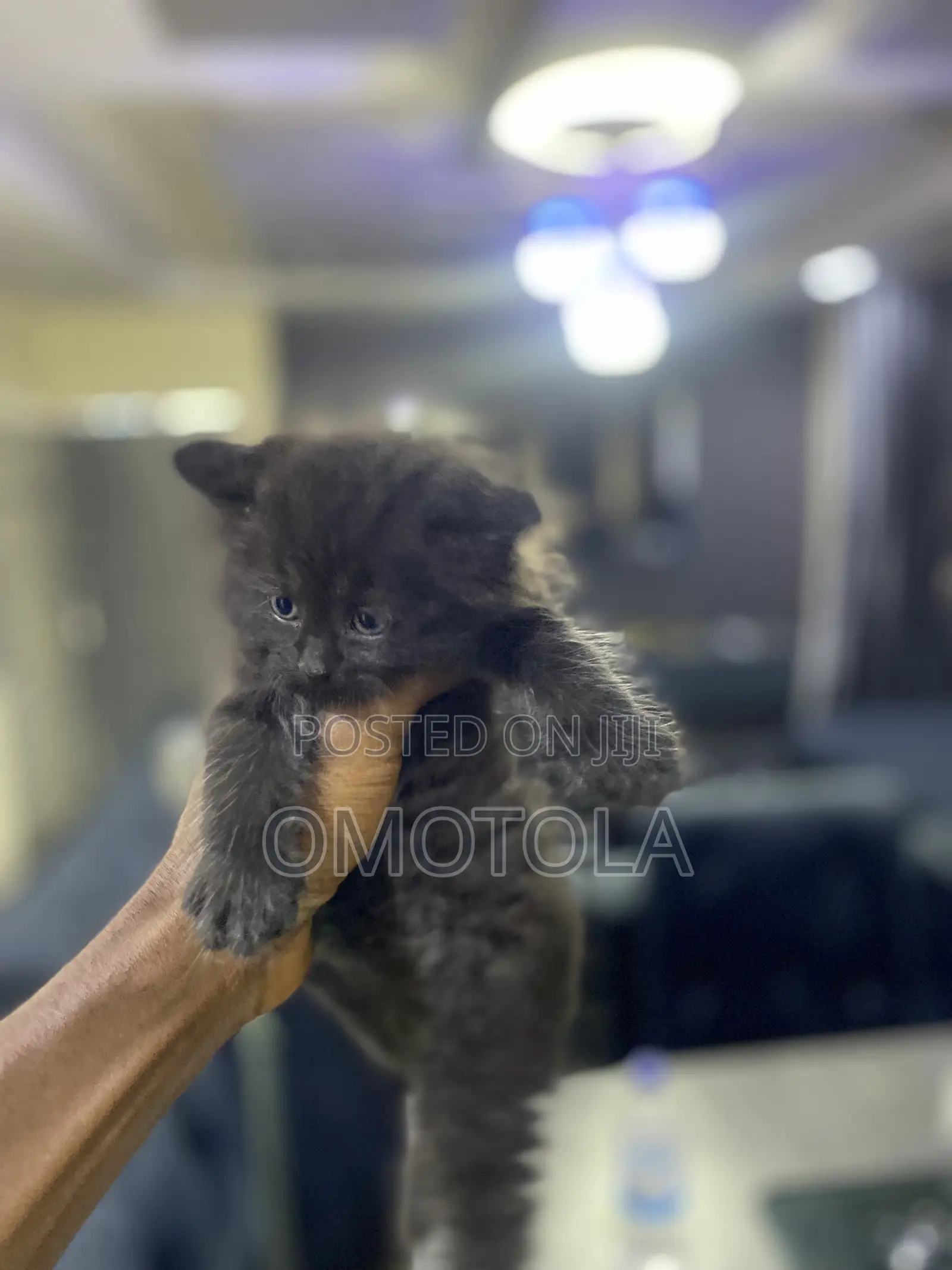 1-3 months Female Purebred Turkish Angora