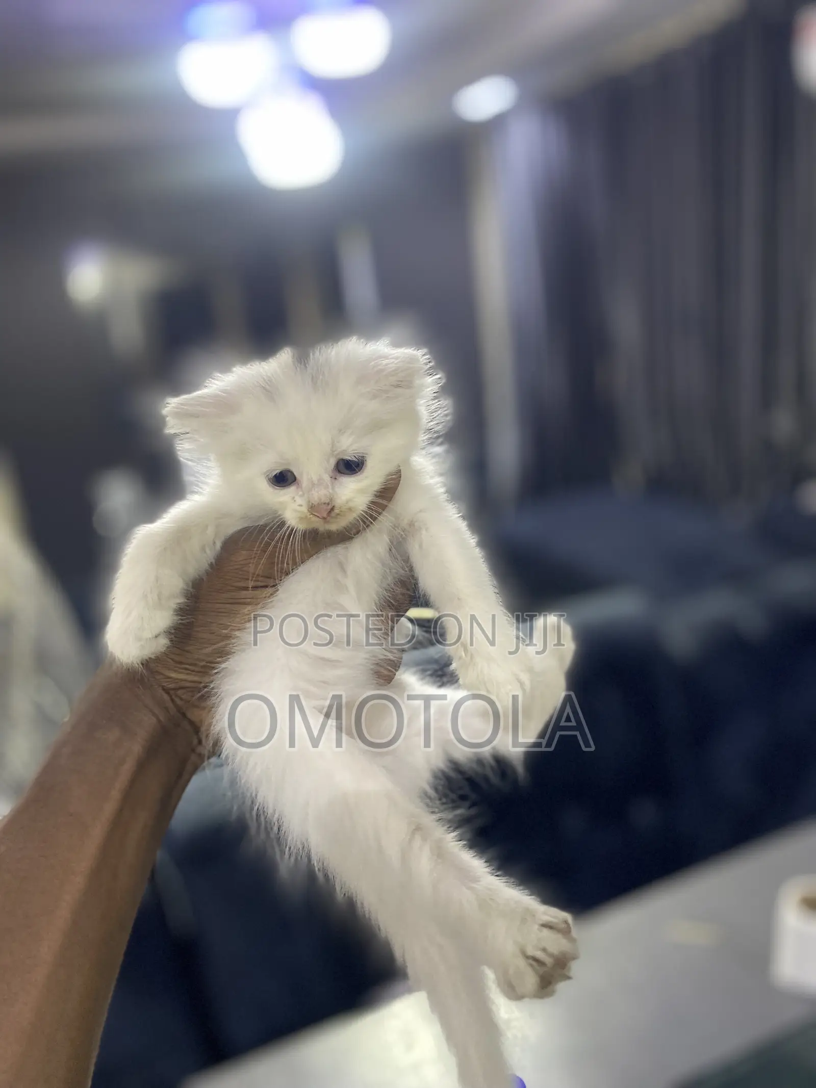1-3 months Female Purebred Turkish Angora