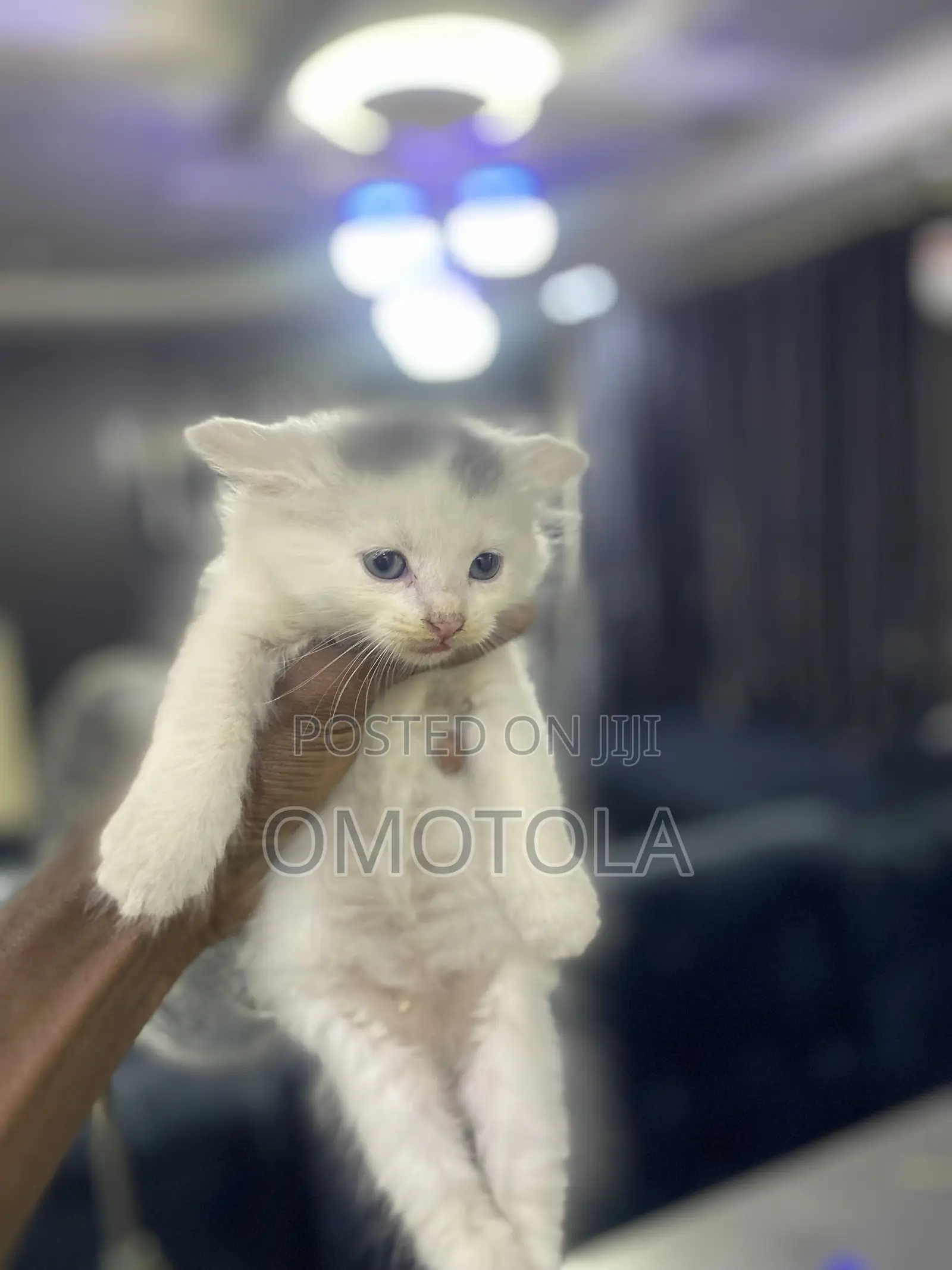 1-3 months Female Purebred Turkish Angora