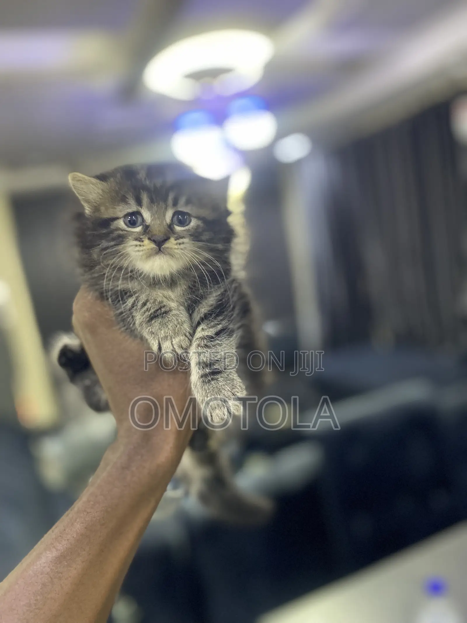 1-3 months Female Purebred Turkish Angora