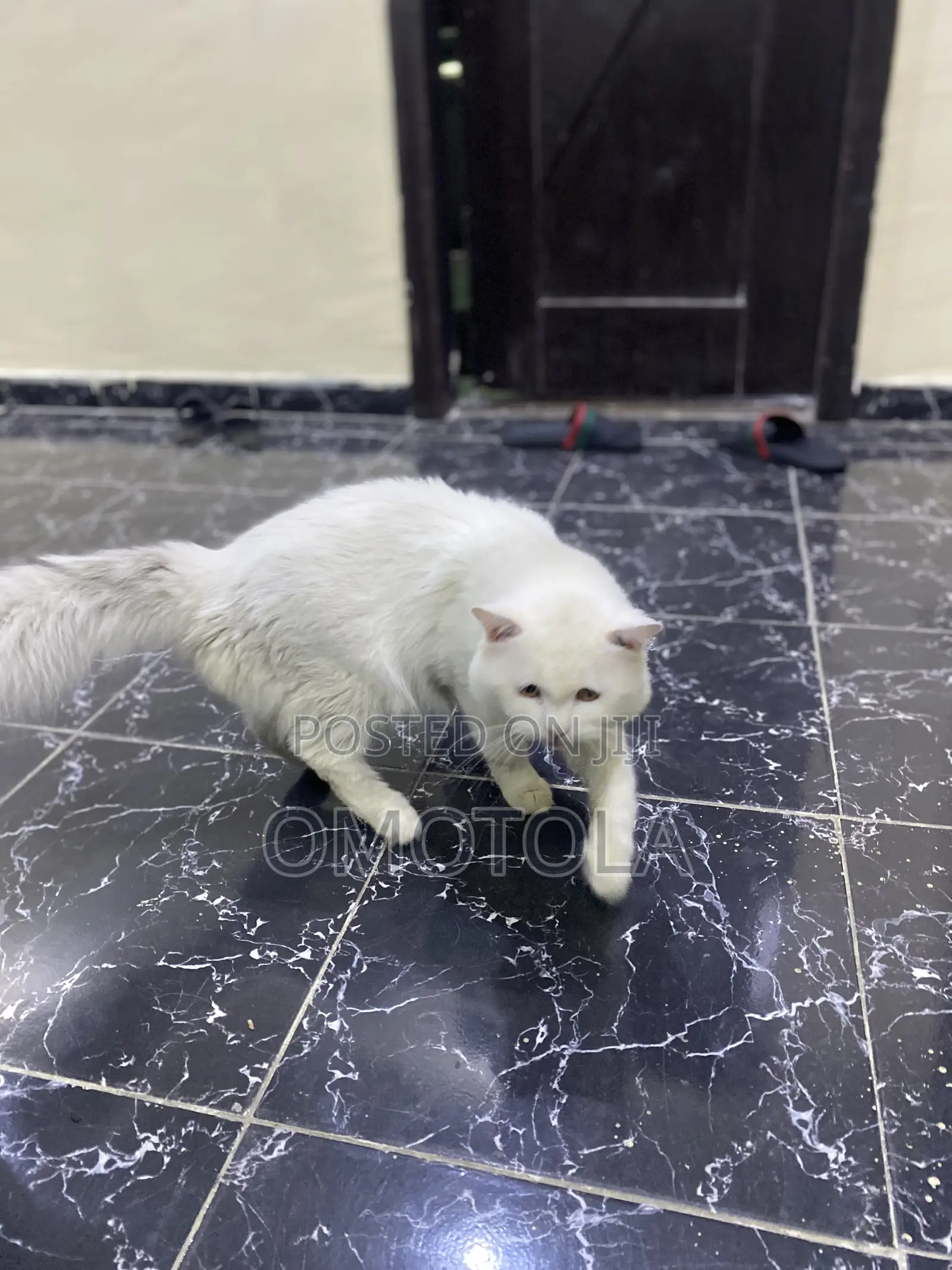 1-3 months Female Purebred Turkish Angora