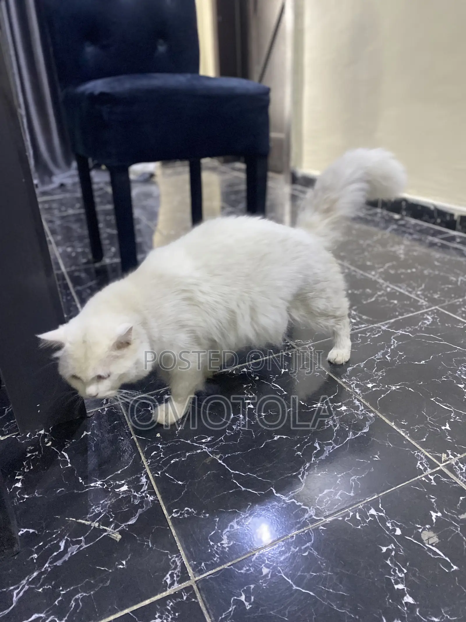 1-3 months Female Purebred Turkish Angora