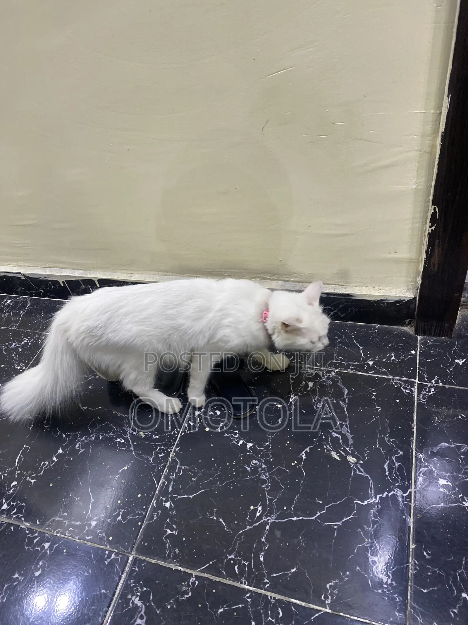 1-3 months Female Purebred Turkish Angora