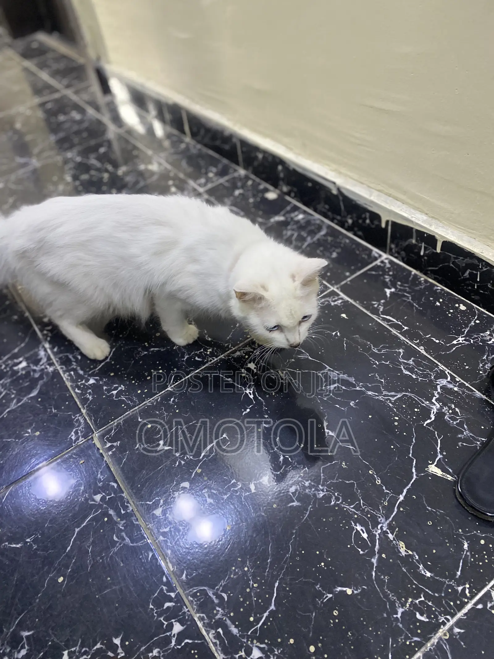 1-3 months Female Purebred Turkish Angora