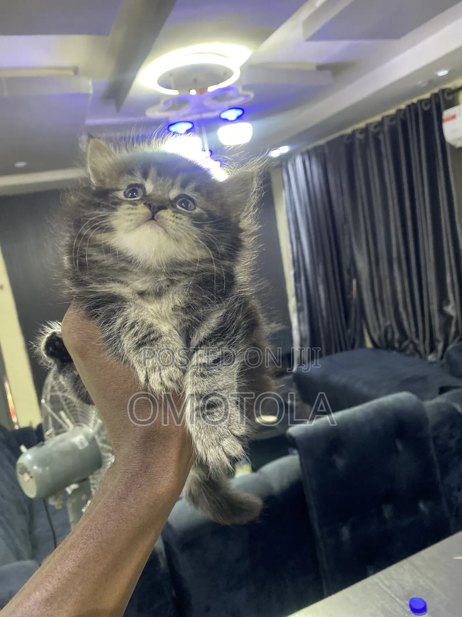 1-3 months Female Purebred Turkish Angora