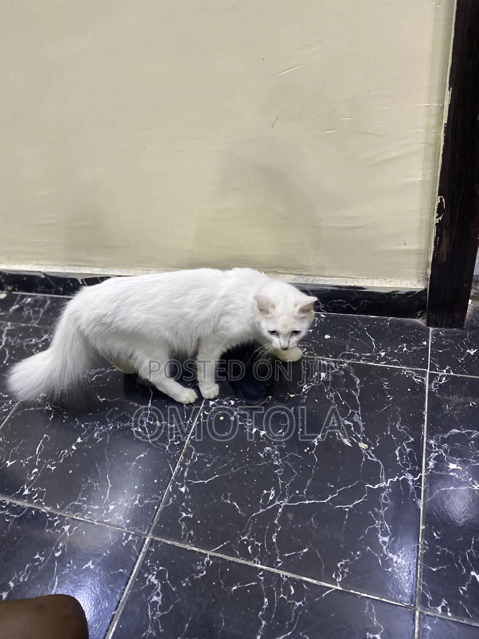 1-3 months Female Purebred Turkish Angora