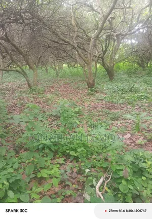 Cashew Farm
