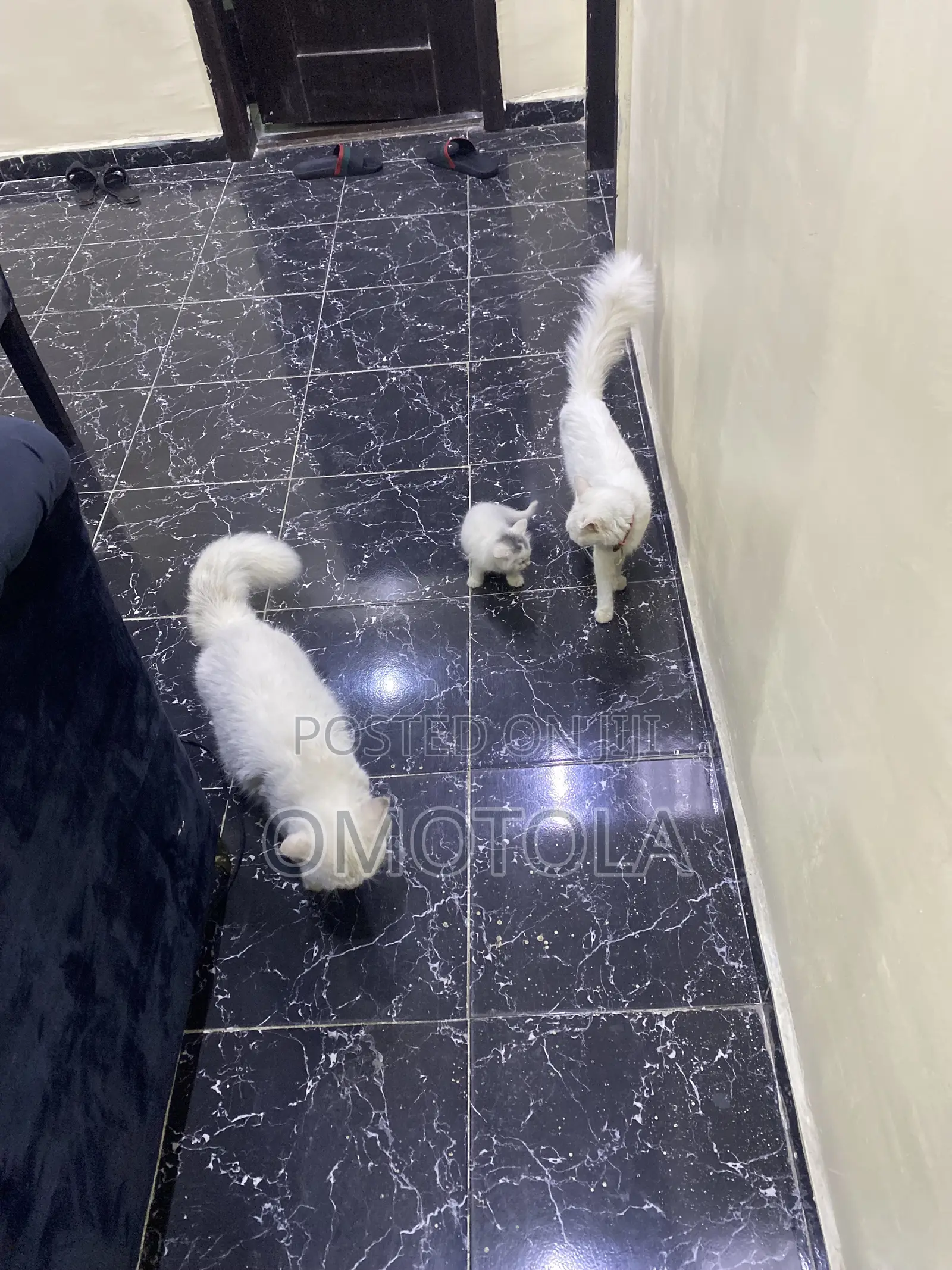 1-3 months Female Purebred Turkish Angora