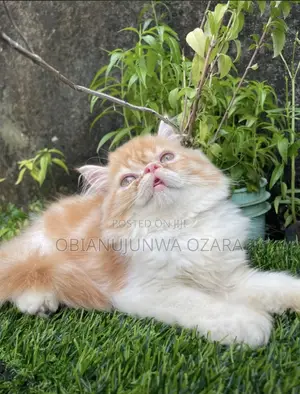 3-6 months Male Purebred Persian
