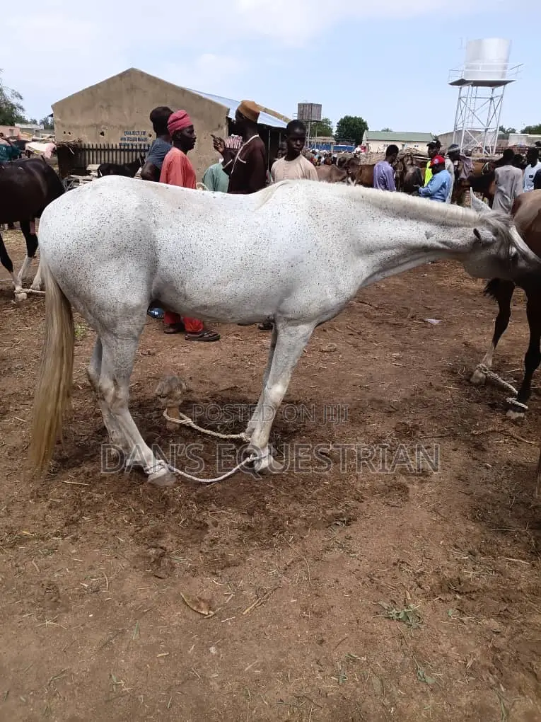 Good Man Horse