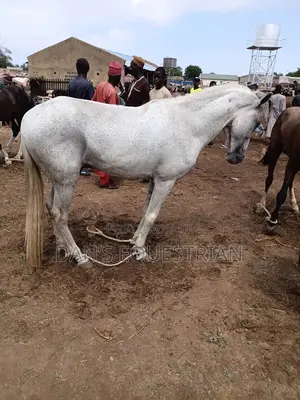 Good Man Horse