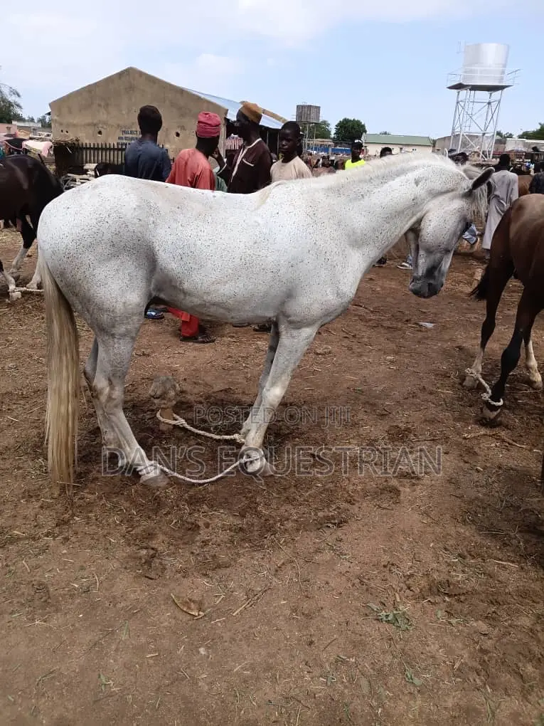 Good Man Horse