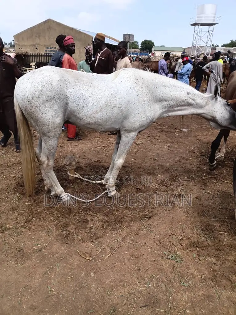 Good Man Horse
