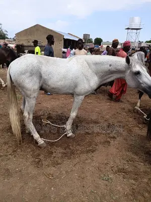 Good Man Horse