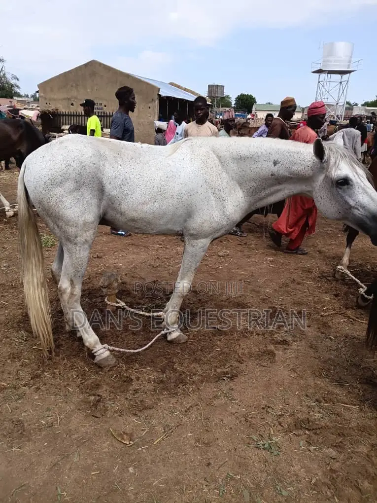 Good Man Horse