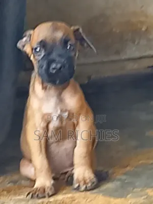 1-3 months Male Purebred Boerboel