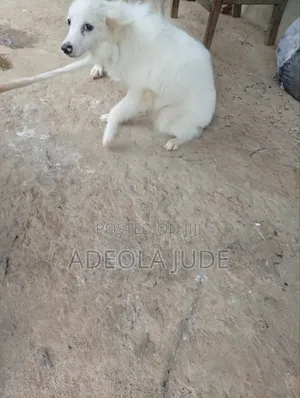 6-12 months Male Purebred American Eskimo