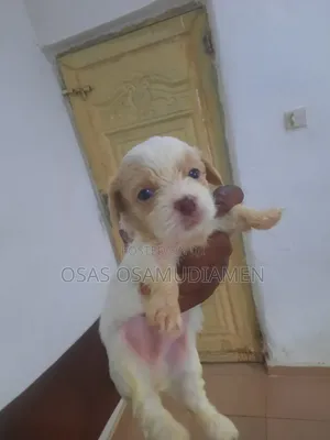 0-1 month Female Purebred Lhasa Apso