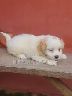 1-3 months Female Purebred Lhasa Apso