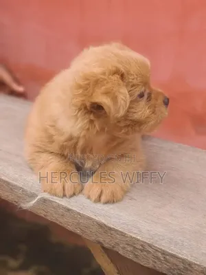 1-3 months Male Purebred Lhasa Apso
