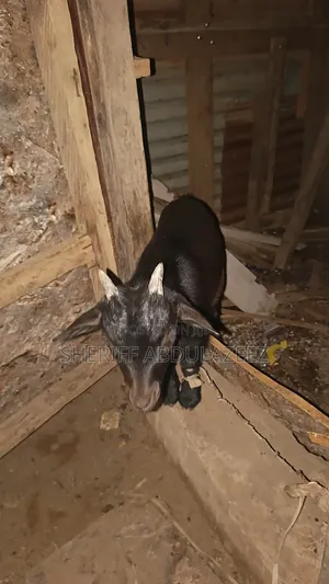 Black Shegoat