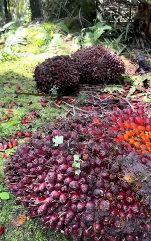 Hybrid Tenera Oil Palm Seedlings