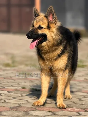 6-12 months Male Purebred German Shepherd