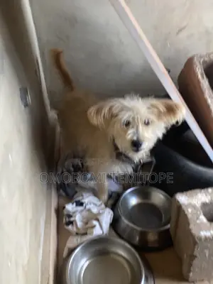 1+ year Female Purebred Lhasa Apso
