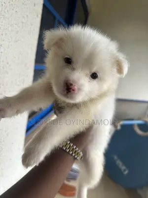 1-3 months Female Purebred American Eskimo