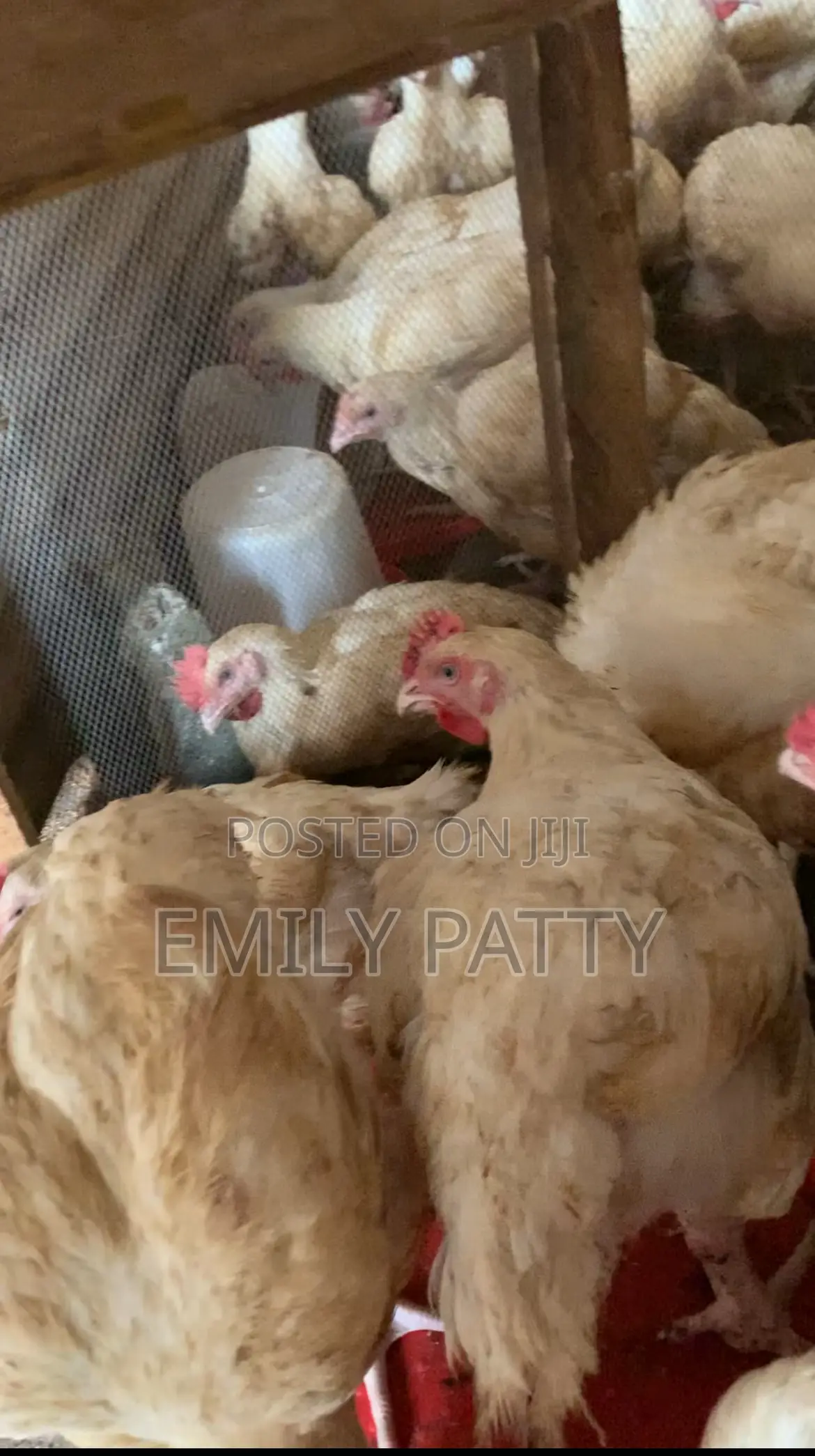Live Chicken