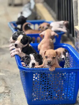 1-3 months Male Purebred American Pit Bull Terrier