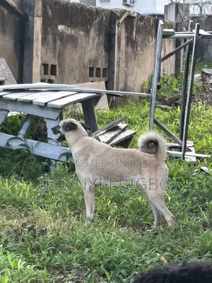 1+ year Female Purebred Kangal