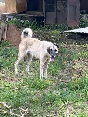 1+ year Female Purebred Kangal