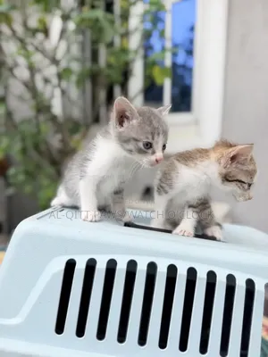 1-3 months Female Purebred Turkish Angora